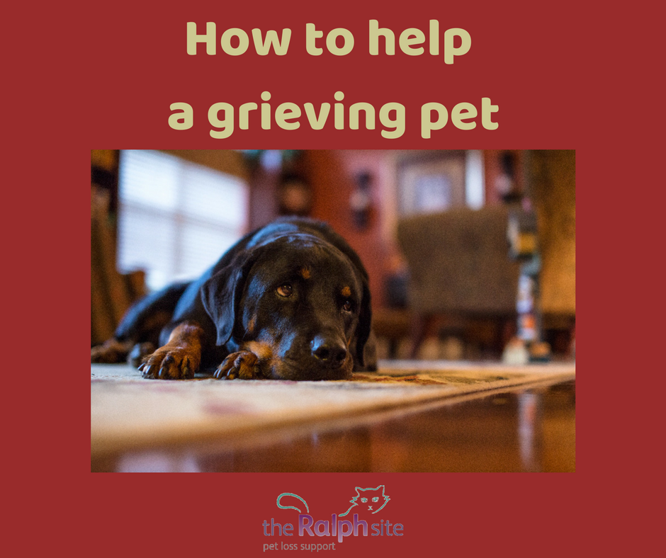 How to help a grieving pet